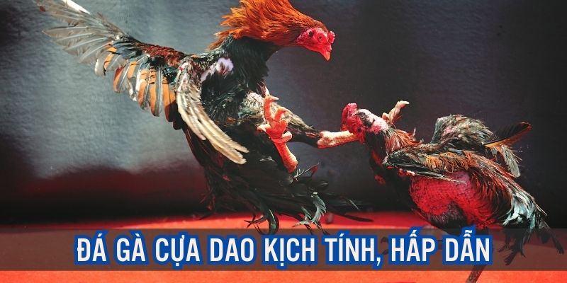 Chiến kê cựa dao đề cao sự tấn công mạnh mẽ, hạ gục đối phương nhanh